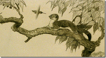 Hummingbird and Weasel.  Artist:  Charles Livingston Bull, 1874-1932.  Library of Congress.