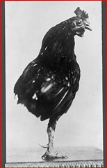 One-legged rooster, pet of Roosevelt children