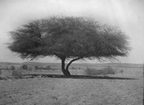 Acacia Tree Acacia Tree