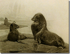 seals 