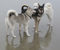 Watson in the middle